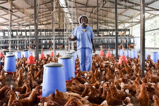 Poultry farmers attributes feed costs for steep egg price increase